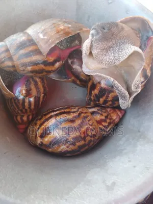 Table Size Snails