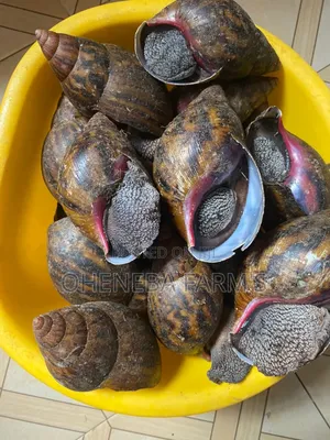 Medium Size Snails
