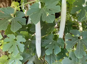 Snake Gourd Tomato Seeds