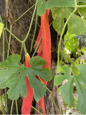 Snake Gourd Tomato Seeds