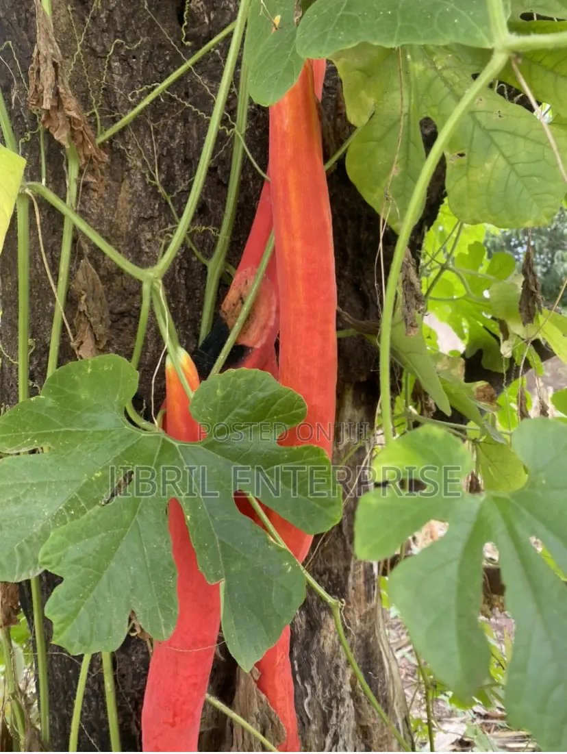Snake Gourd Tomato Seeds