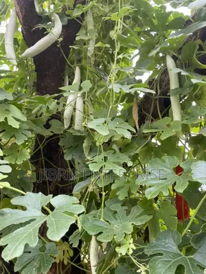 Snake Gourd Tomato Seeds