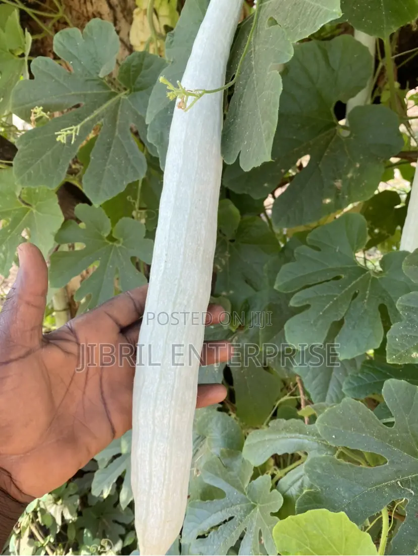 Snake Gourd Tomato Seeds