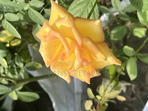 Rose Plant for Sale