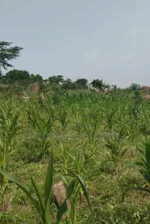 Half Plots of Land Available for Sale at Dominase