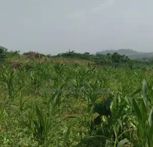 Half Plots of Land Available for Sale at Dominase