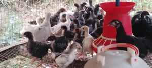 Healthy Chicken