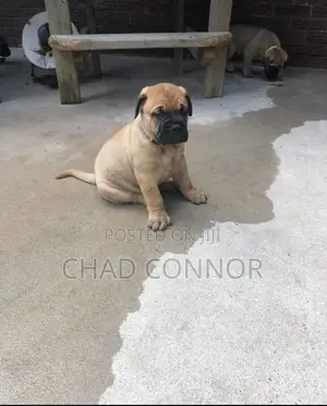 1-3 months Male Purebred Bullmastiff