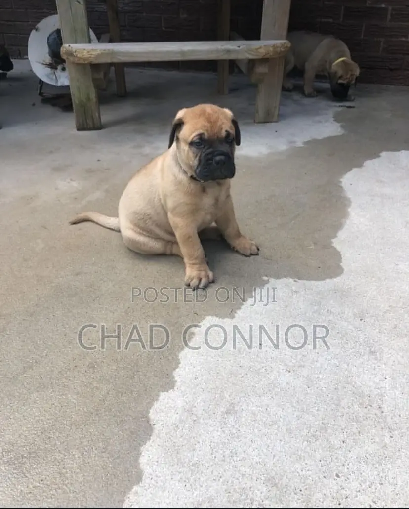 1-3 months Male Purebred Bullmastiff