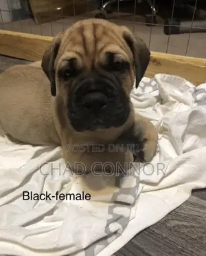 1-3 months Male Purebred Bullmastiff
