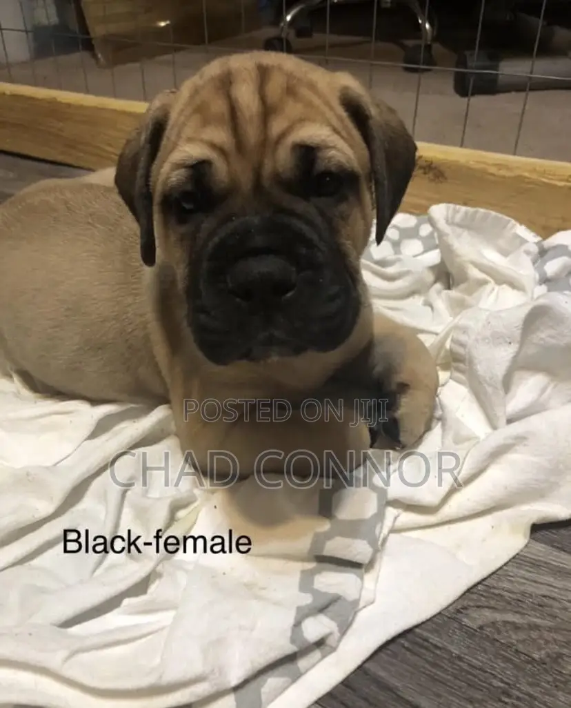 1-3 months Male Purebred Bullmastiff