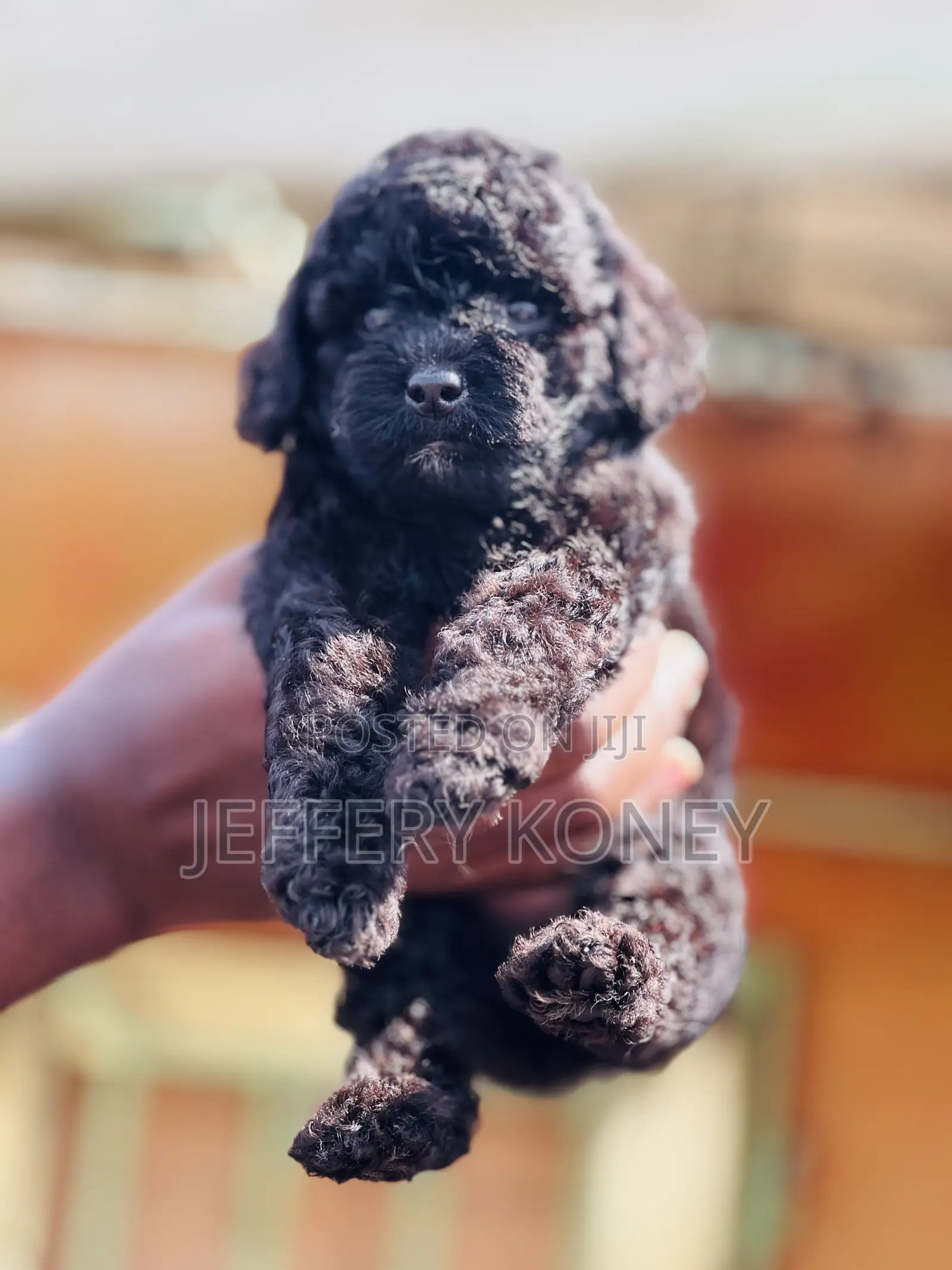 1-3 months Male Purebred Poodle