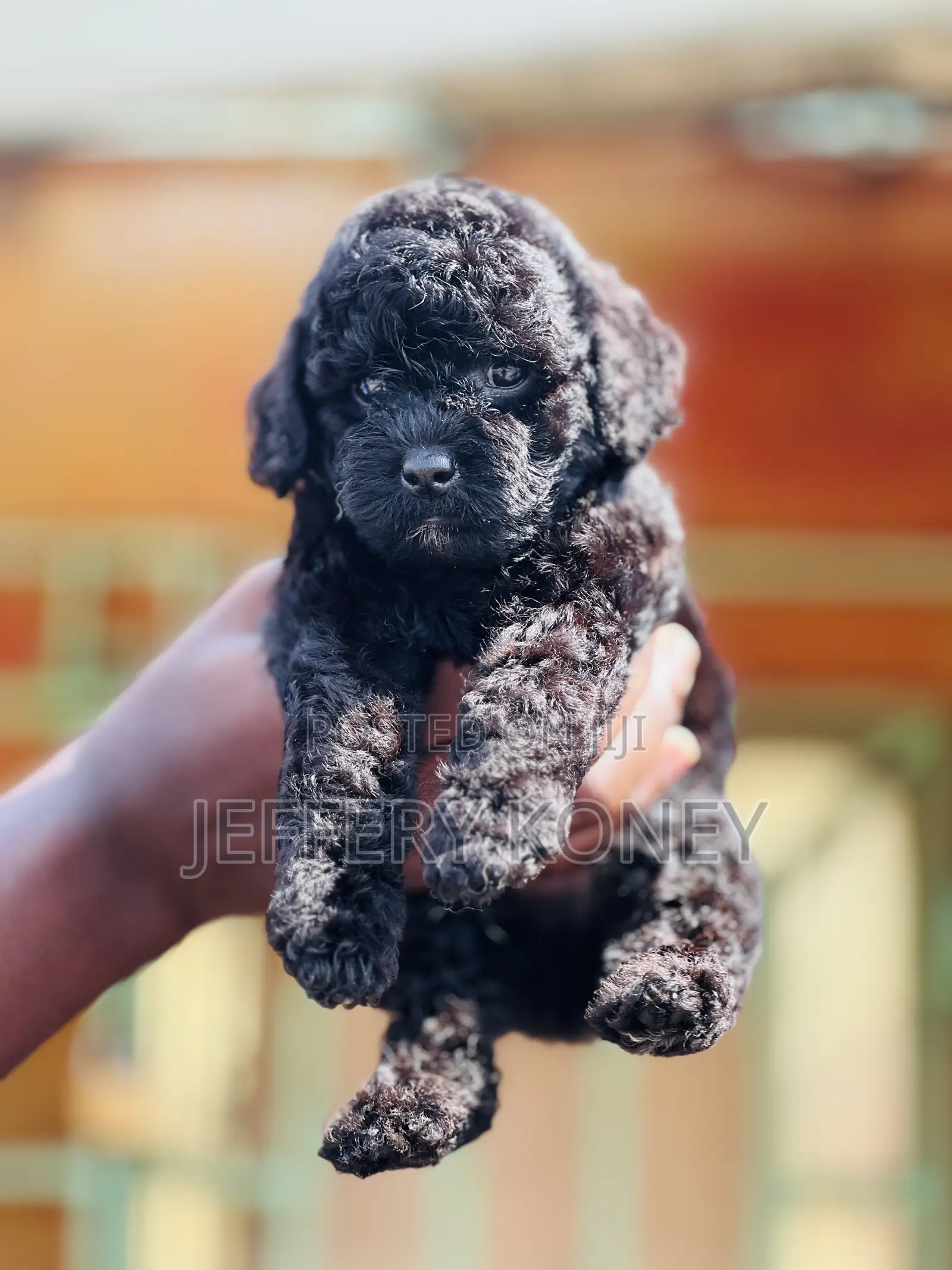 1-3 months Male Purebred Poodle
