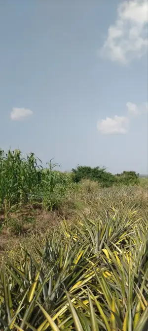 Serviced Plots of Lands for Sale
