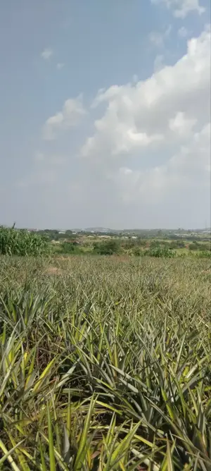Acres of Lands Available for Sale