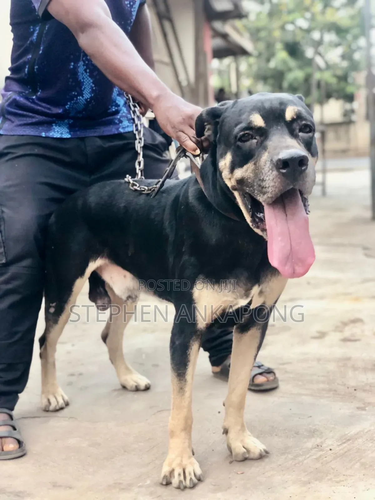 6-12 months Male Purebred Boerboel