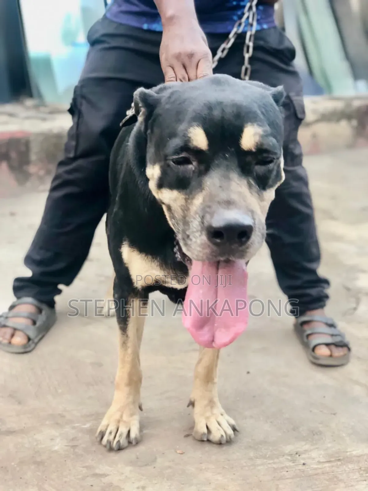 6-12 months Male Purebred Boerboel