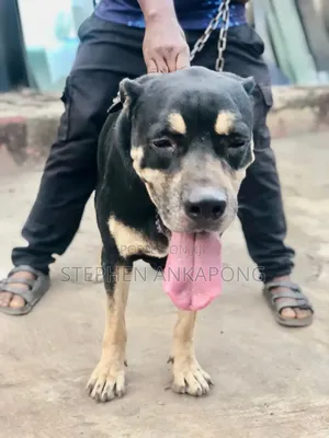 6-12 months Male Purebred Boerboel