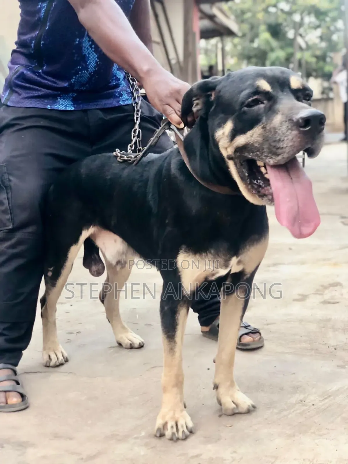 6-12 months Male Purebred Boerboel