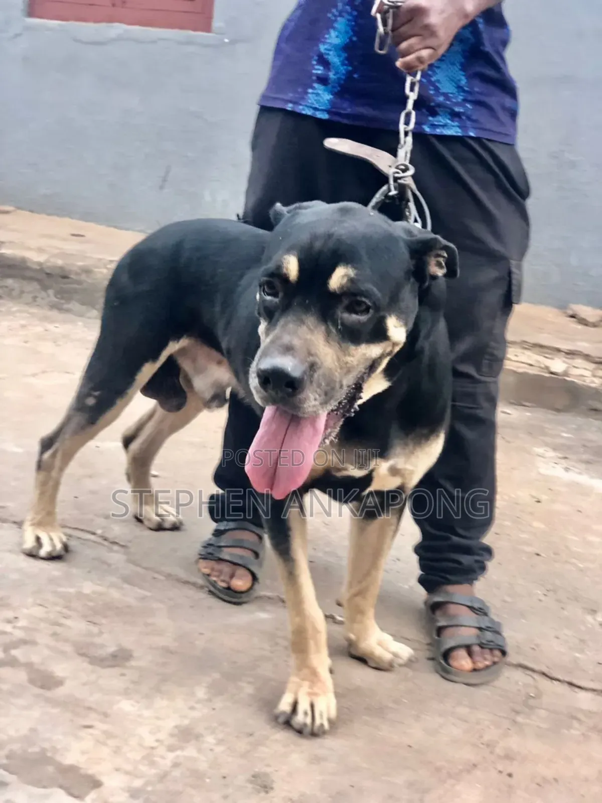 6-12 months Male Purebred Boerboel