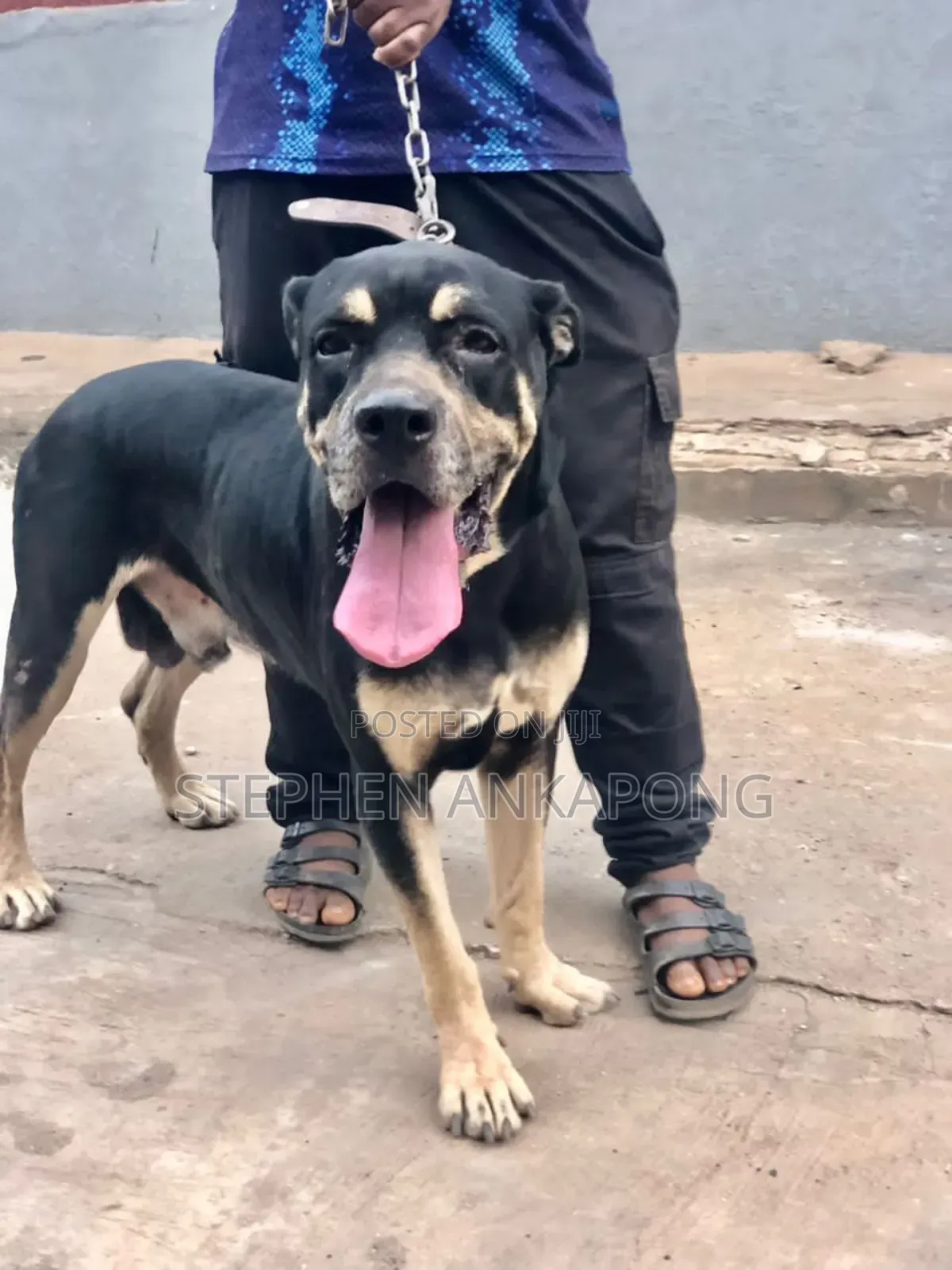 6-12 months Male Purebred Boerboel