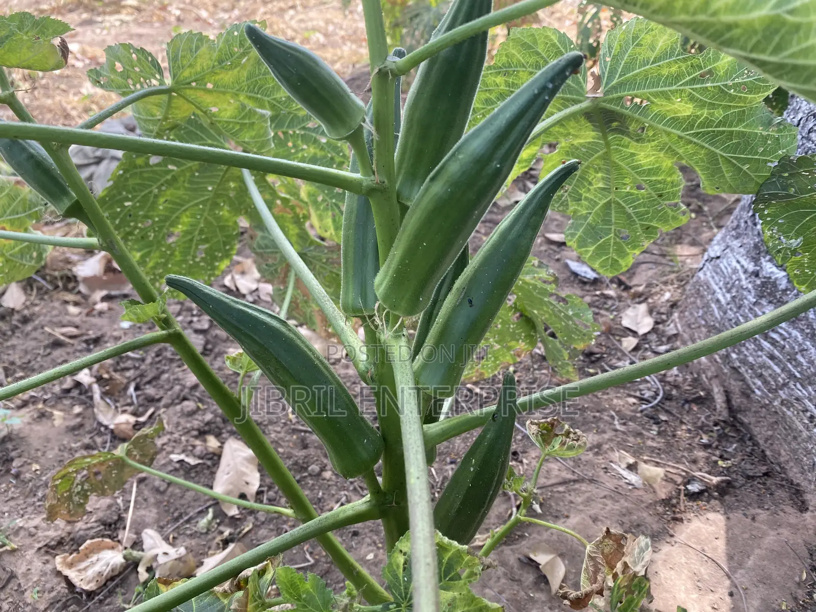 40 Days Certified Ladies Finger/Indiana Okro, Non Hybrid