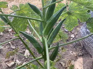 40 Days Certified Ladies Finger/Indiana Okro, Non Hybrid
