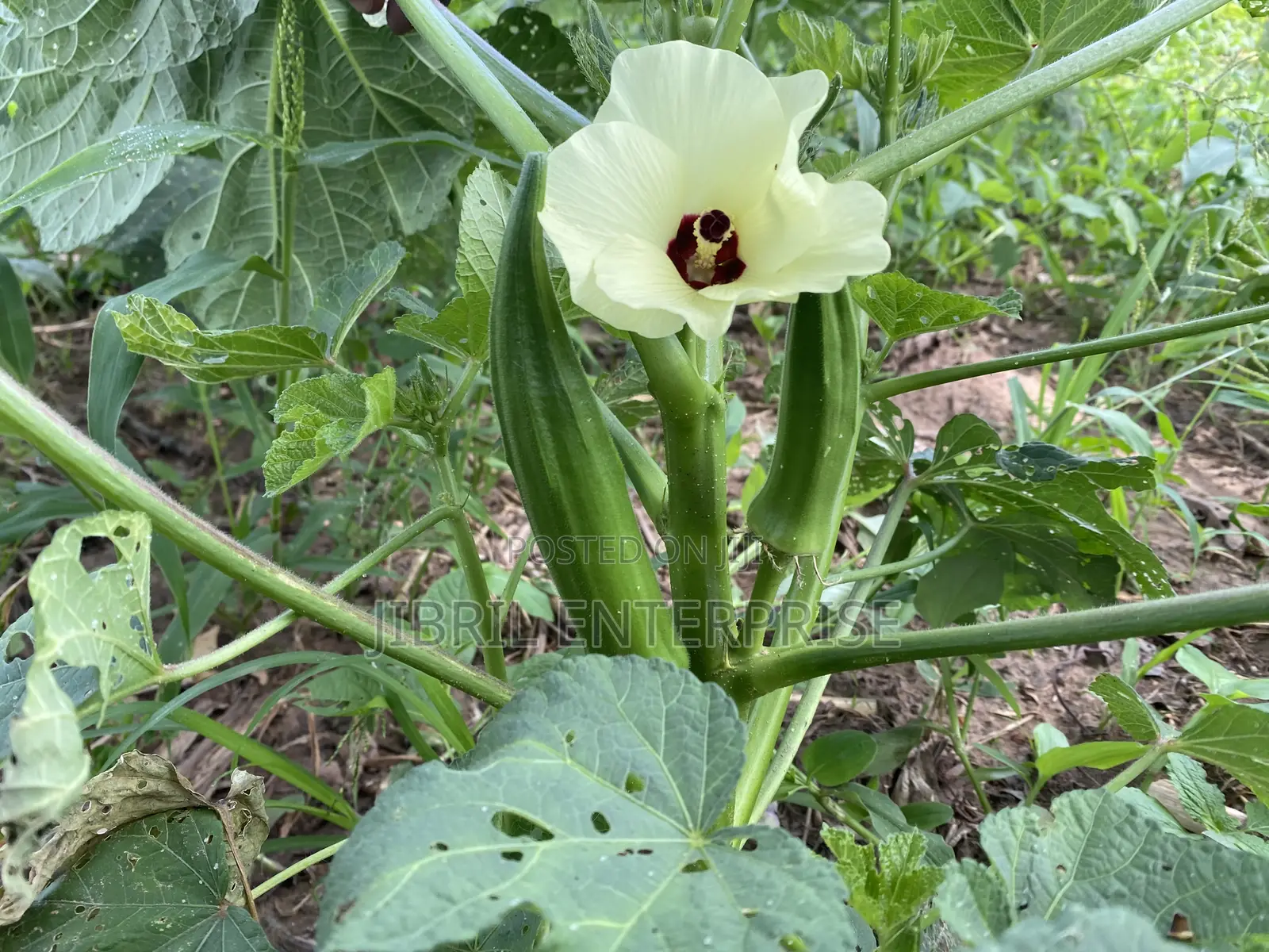 40 Days Certified Ladies Finger/Indiana Okro, Non Hybrid