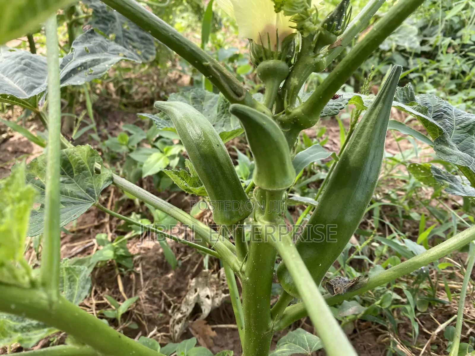 40 Days Certified Ladies Finger/Indiana Okro, Non Hybrid