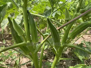 40 Days Certified Ladies Finger/Indiana Okro, Non Hybrid