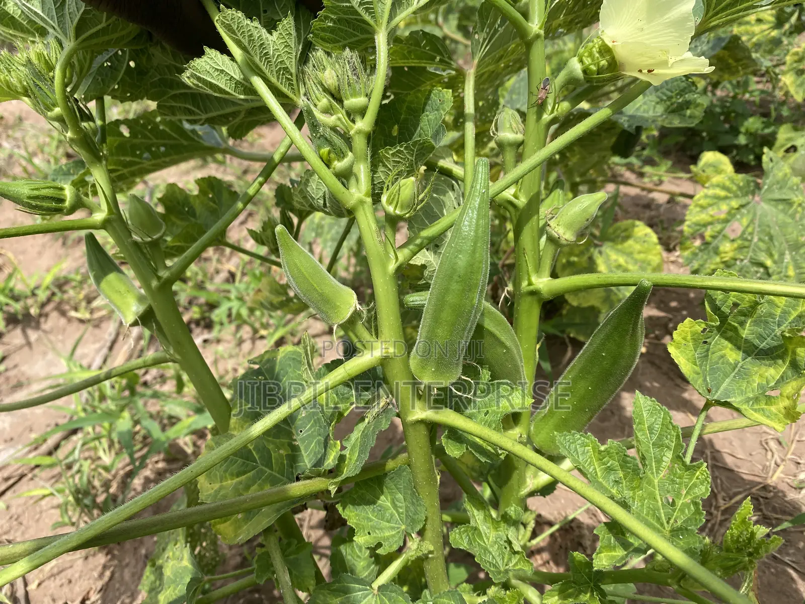 40 Days Certified Ladies Finger/Indiana Okro, Non Hybrid