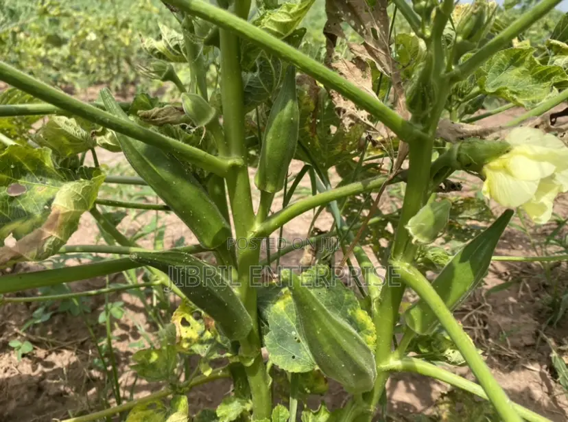 40 Days Certified Ladies Finger/Indiana Okro, Non Hybrid