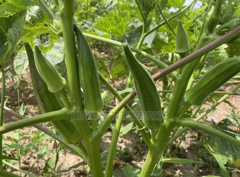 40 Days Certified Ladies Finger/Indiana Okro, Non Hybrid