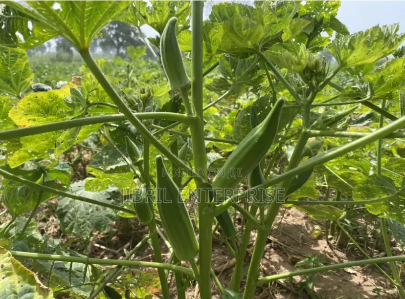 40 Days Certified Ladies Finger/Indiana Okro, Non Hybrid