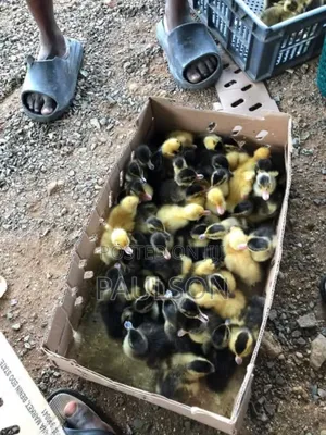 Day Old Jumbo Perkin Ducks