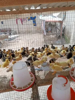 Day Old Jumbo Perkin Ducks