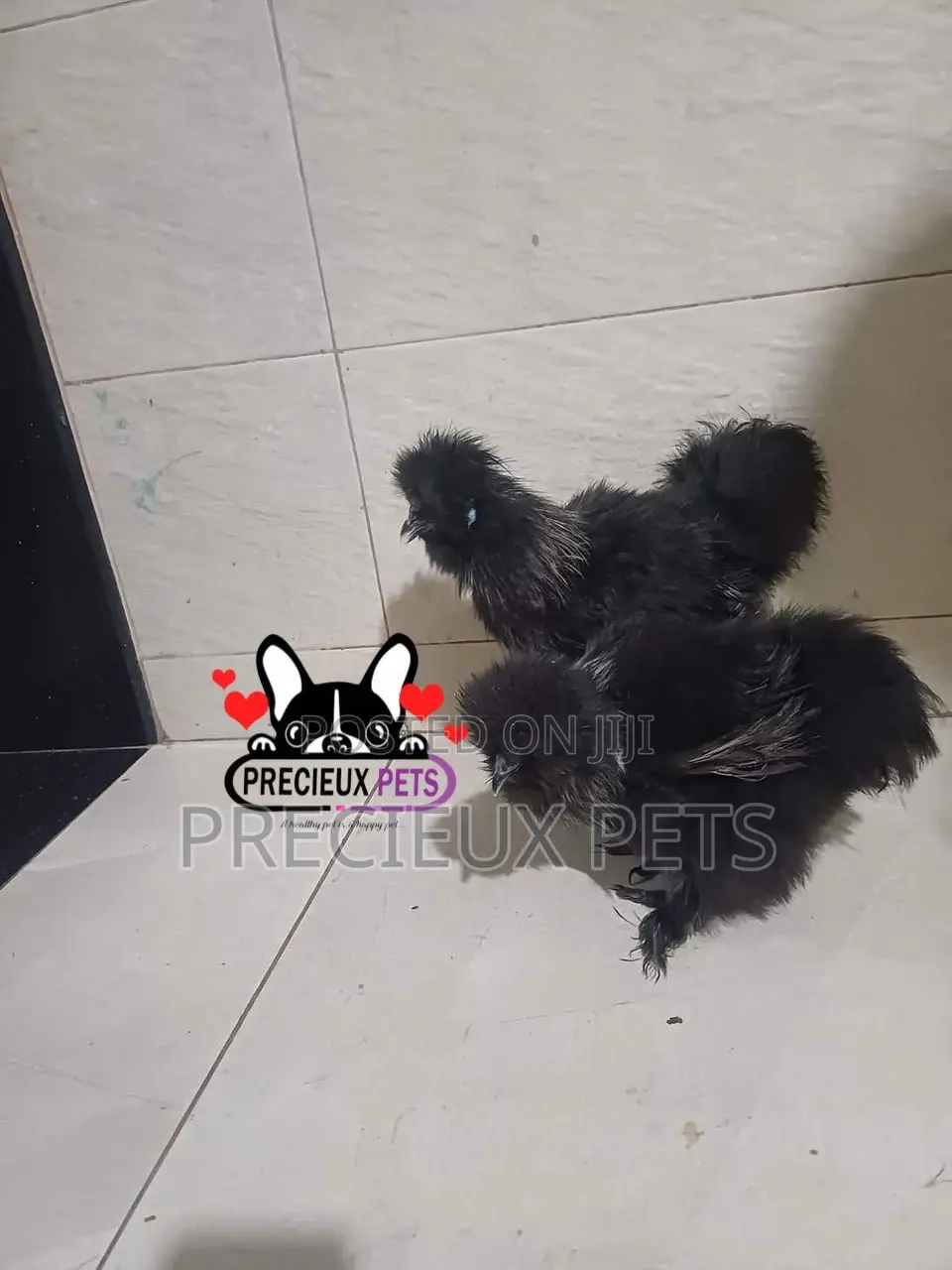 Black Silkie Bantam Chicken
