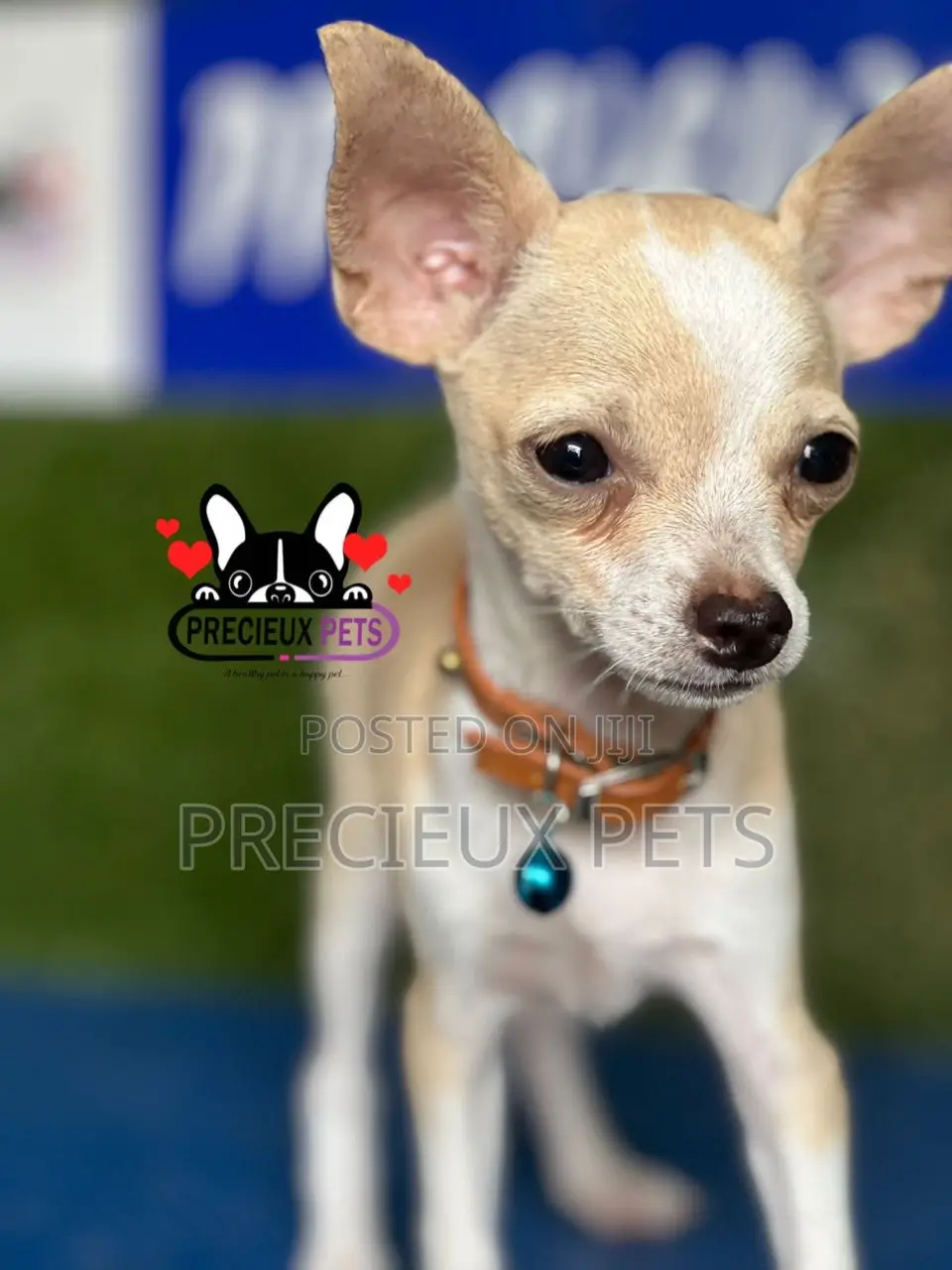 1-3 months Male Purebred Chihuahua