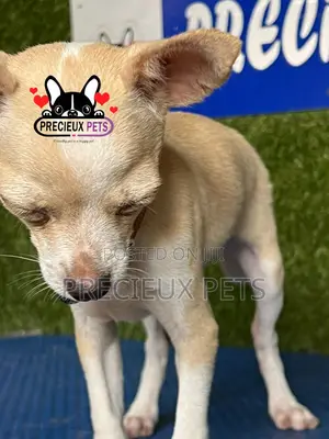 1-3 months Male Purebred Chihuahua