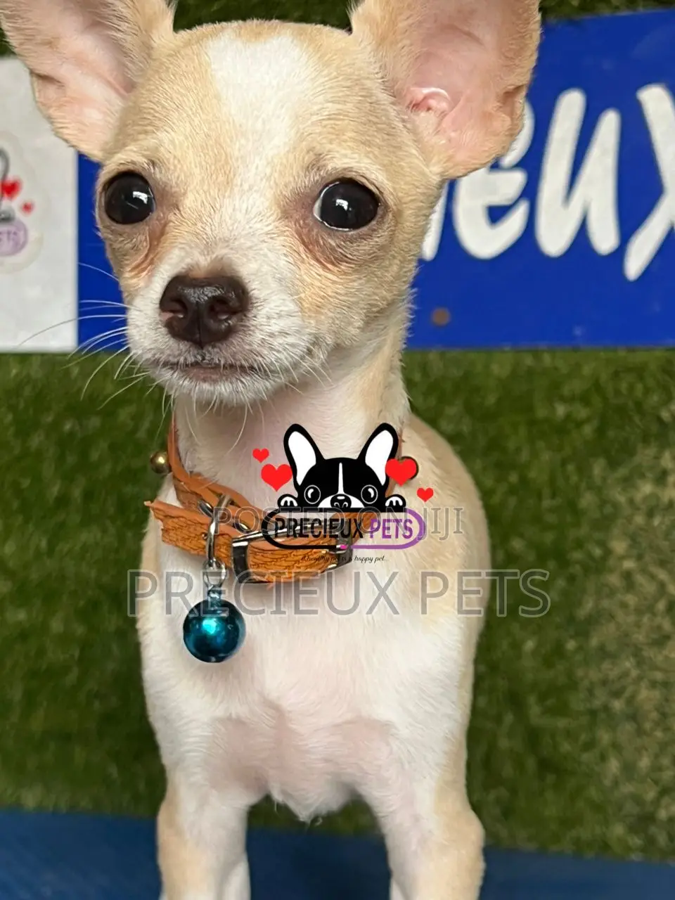 1-3 months Male Purebred Chihuahua