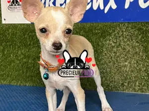 1-3 months Male Purebred Chihuahua