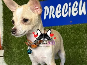 1-3 months Male Purebred Chihuahua