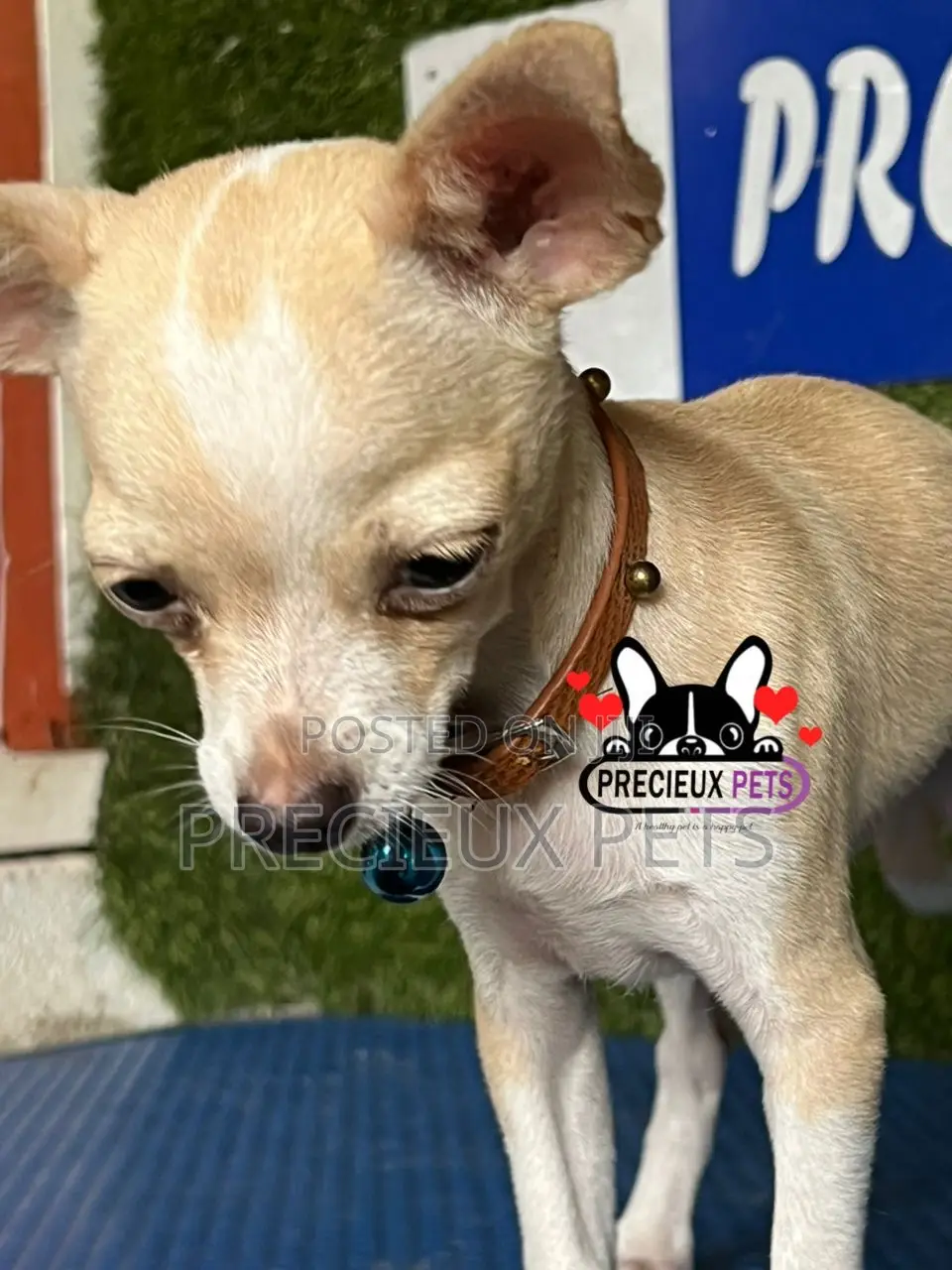 1-3 months Female Purebred Chihuahua