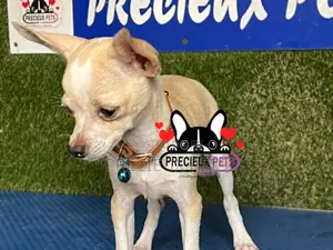 1-3 months Female Purebred Chihuahua