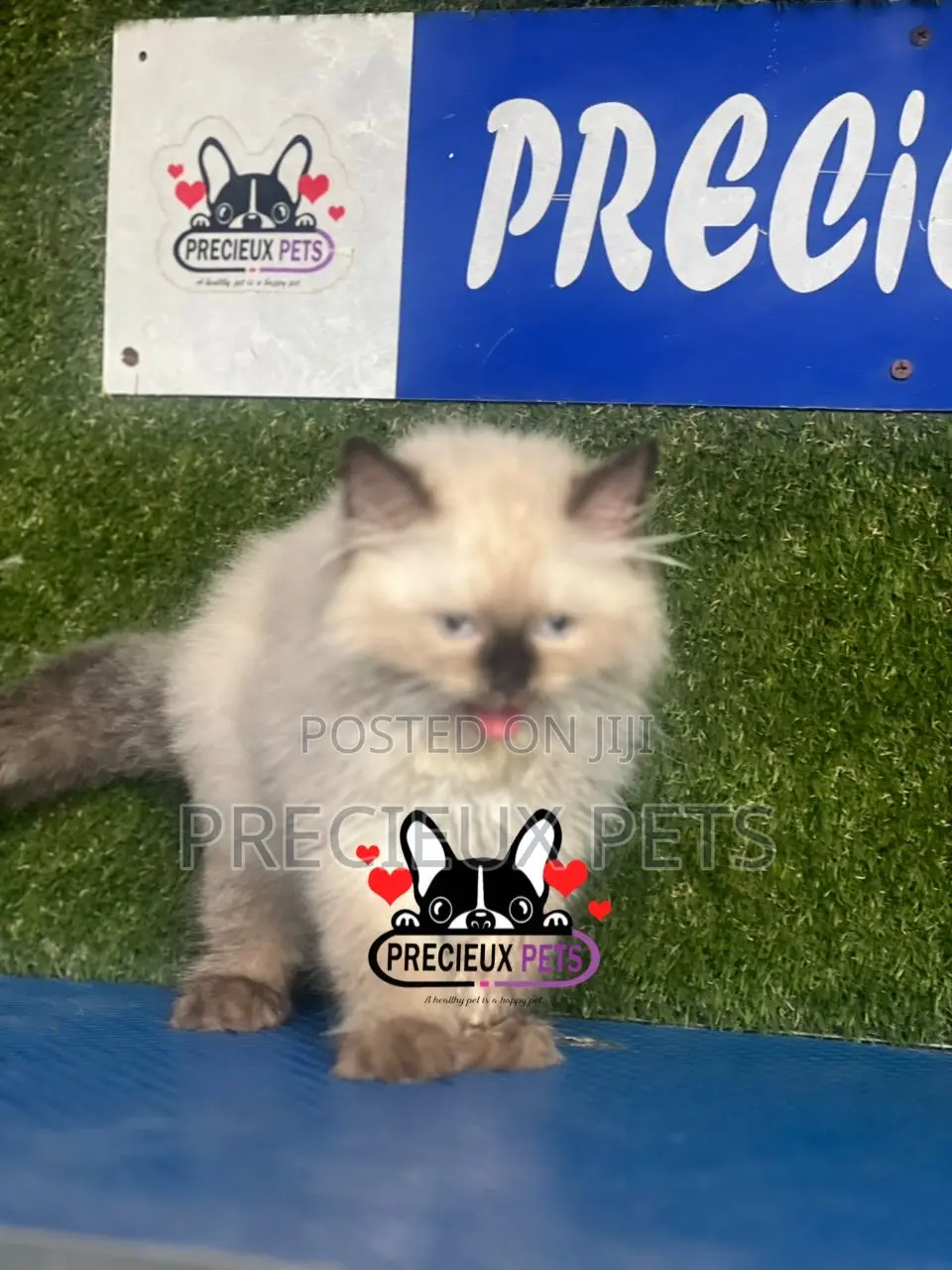 1-3 months Male Purebred Persian