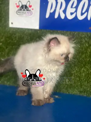 1-3 months Male Purebred Persian