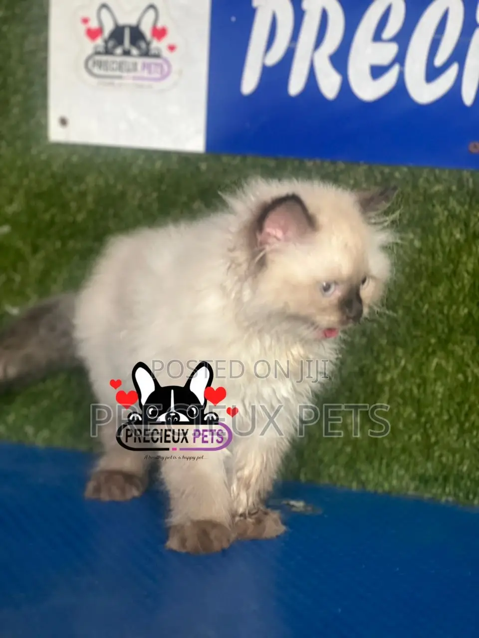 1-3 months Male Purebred Persian