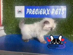 1-3 months Male Purebred Persian