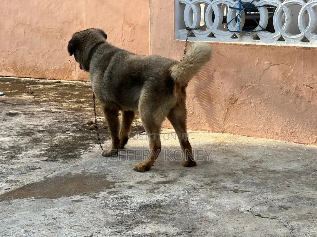 1+ year Male Purebred Caucasian Shepherd
