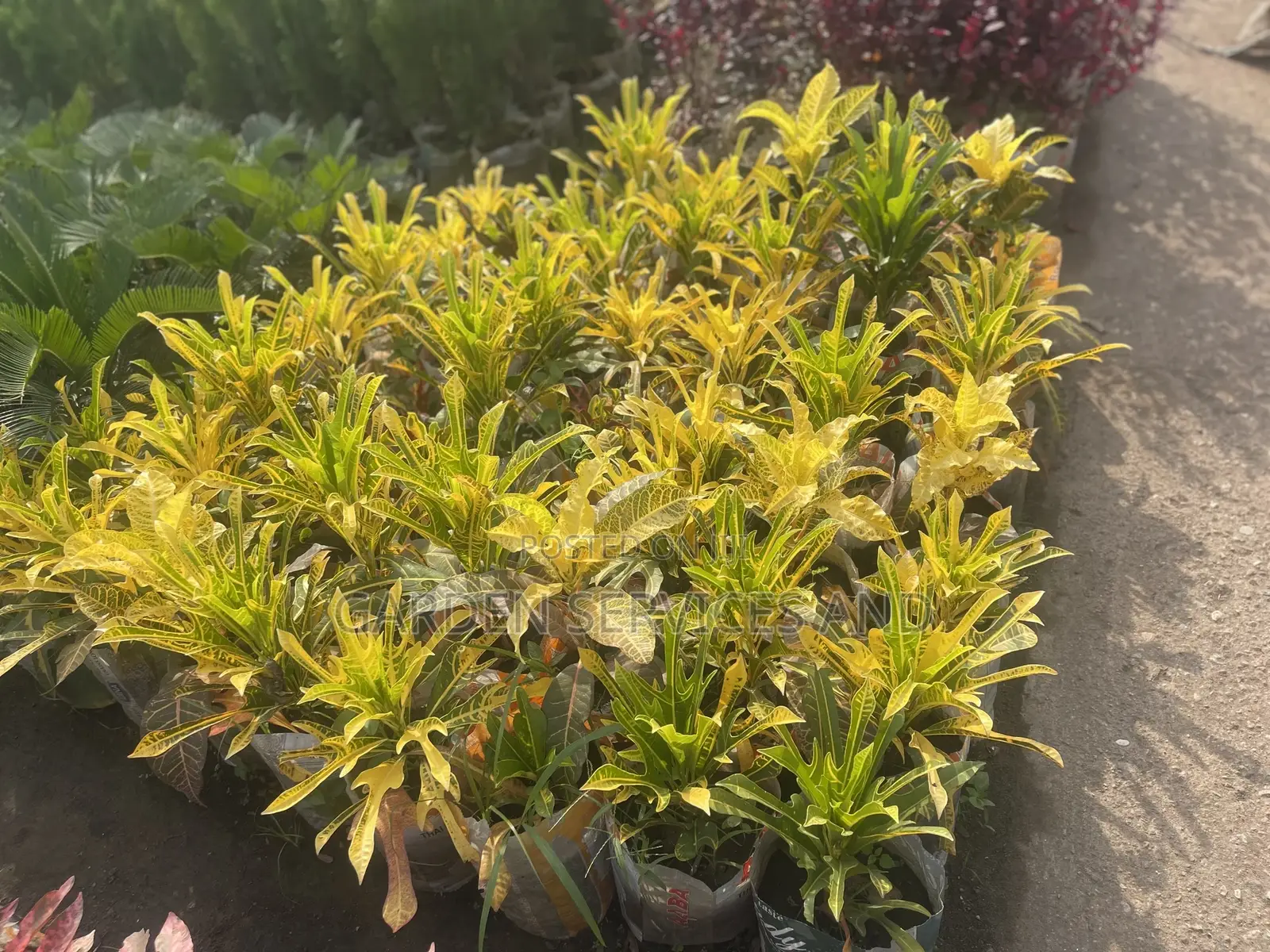 Varieties of Croton Available for Sale